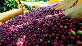 Giá nông sản hôm nay 9/5: Cà phê rung lắc mạnh áp sát mốc 54, hồ tiêu hãm phanh khi lập đỉnh