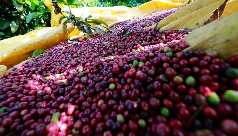 Giá nông sản hôm nay (09/5), giá cà phê biến động đối nghịch trên hai sàn kỳ hạn. Giá nông sản hôm nay (09/5), giá cà phê biến động đối nghịch trên hai sàn kỳ hạn.