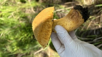 Hái nấm ở Đà Lạt - trải nghiệm thú vị vào mùa mưa