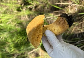 Hái nấm ở Đà Lạt - trải nghiệm thú vị vào mùa mưa