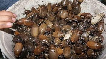 Bọ vừng đen nhung nhúc, căng mọng nhìn phát khiếp nhưng lại là đặc sản khó cưỡng ở Hà Tĩnh