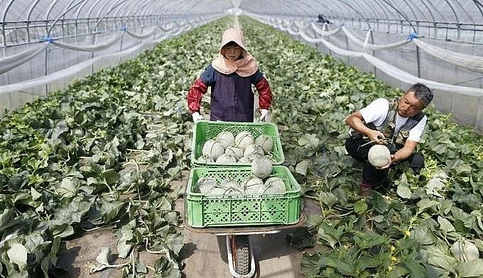 Những quả dưa Yubari King được chăm sóc vô cùng cẩn thận.