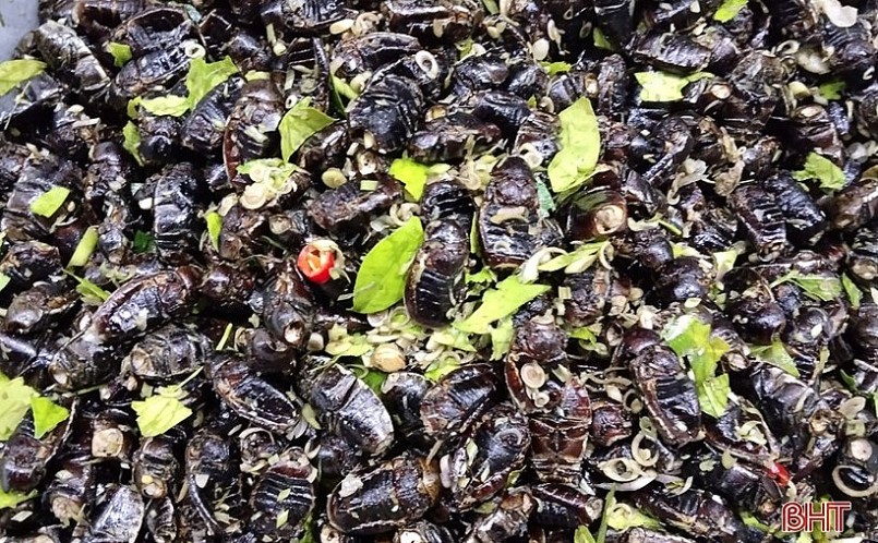 Bọ vừng được dùng để chế biến nhiều món ăn ngon như nướng, xào lá chanh.