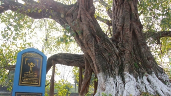 Kỳ quan bồ đề cổ thụ gần 1.000 tuổi dáng như bàn tay năm ngón đẹp ma mị ở Nam Định