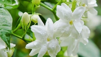 Không cần đi spa, xông mặt bằng thứ hoa trắng tinh này giúp da luôn hồng hào, khỏe mạnh