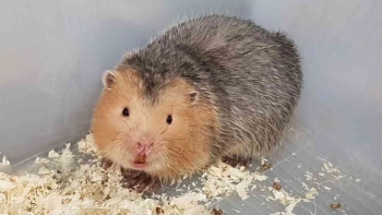 Mê dúi từ thời sinh viên về lập trại thu nhập nửa tỷ, trai trẻ Gia Lai lộ bí quyết nuôi đâu thắng đó