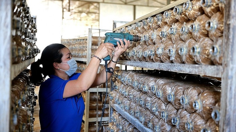 Nhờ sự đồng hành của SHB, Công ty TNHH Nấm Cao Nguyên đã tiếp tục sản xuất kinh doanh