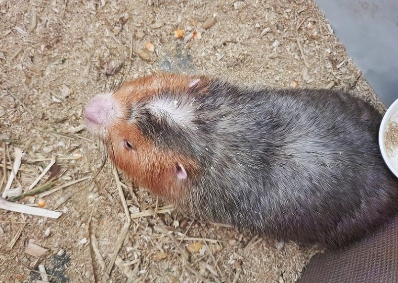 Theo anh Trung, con dúi ăn rất ít, mỗi ngày chỉ cần một thanh tre nhỏ bằng hai ngón tay hoặc một củ khoai, nửa củ mì, thêm vài hạt bắp là đủ.