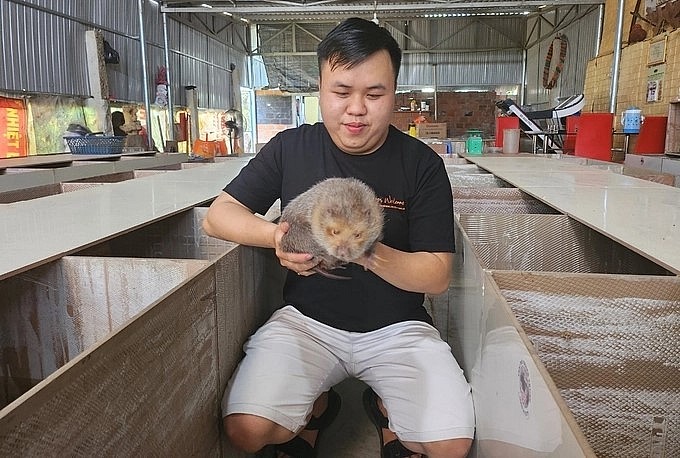 Anh Lê Thành Trung đã thành công với trại nuôi dúi cho thu nhập nửa tỷ đồng mỗi năm.