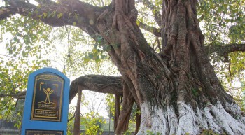 Kỳ quan bồ đề cổ thụ gần 1.000 tuổi dáng như bàn tay năm ngón đẹp ma mị ở Nam Định