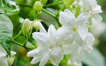 Không cần đi spa, xông mặt bằng thứ hoa trắng tinh này giúp da luôn hồng hào, khỏe mạnh