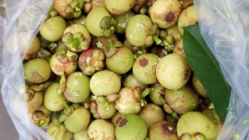 Loại quả ăn xanh ngon hơn ăn chín, giá nửa triệu đồng/kg cũng không có để mua