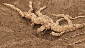 Tác dụng không ngờ của thiên hoa phấn