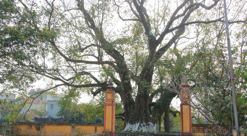 Cây có chu vi gốc 9m, độ cao khoảng 20m, tán rộng và có hình dáng như bàn tay xòe 5 ngón.