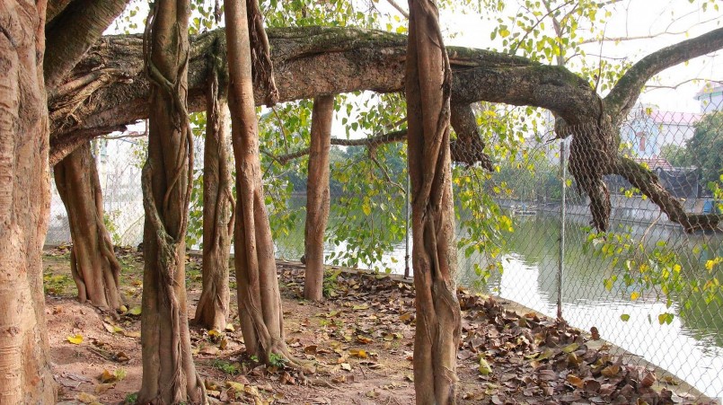 Những chiếc rễ to khoảng 40 cm mọc ra từ thân cây tựa như những tấm rèm mỏng manh đung đưa trước gió.