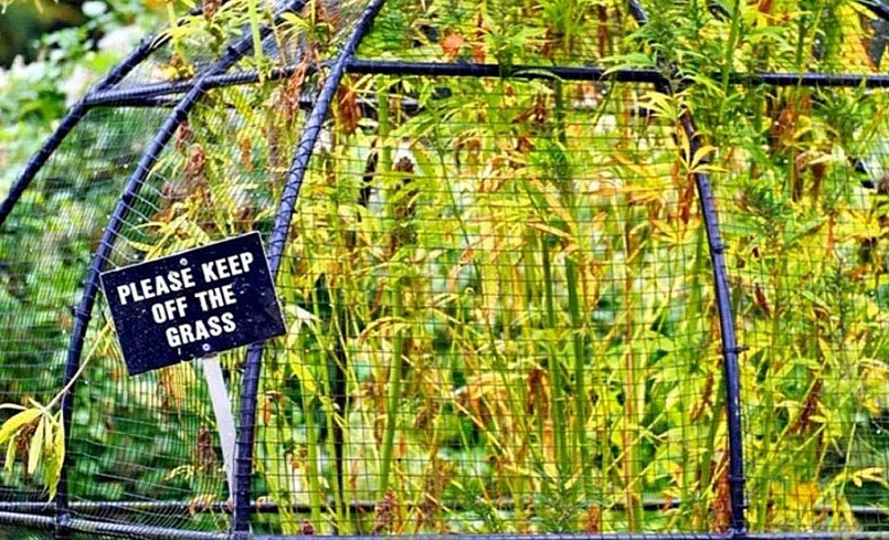 Cây có độc được trồng trong lồng nhằm tránh những trường hợp đáng tiếc.