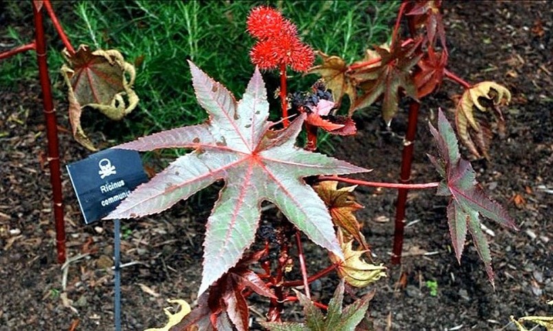 Du khách có thể đến xem nhưng đừng đứng quá gần.