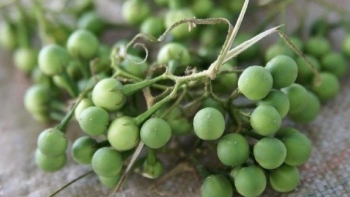 Loại quả dại xưa có đầy không ai hái, nay thành đặc sản được săn lùng