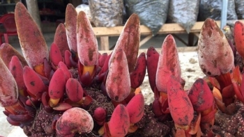 Nấm ngọc cẩu - món ăn có công dụng chữa bệnh