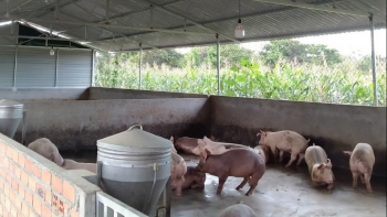 Giá heo hơi hôm nay 10/5: Hãm đà tăng khi kịch trần 55.000 đồng/kg, Trung Quốc tăng tốc nhập thịt kỳ vọng giá heo lập đỉnh mới