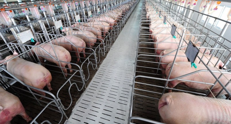 Giá heo hơi hôm nay (10/5), nhiều yếu tố tác động đảy giá heo giai đoạn tới.