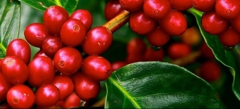 Giá nông sản hôm nay 10/5: Cà phê đảo chiều arabica tăng mạnh, hồ tiêu tăng vọt vững vàng trên đỉnh 75.000 đồng/kg