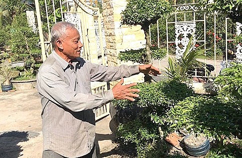 Ông Phan Thanh Hiền, Chi hội trưởng Chi hội SVC xã Thanh Nhựt, huyện Gò Công Tây (tỉnh Tiền Giang) chia sẻ về nguyên tắc tạo dáng, thế cho cây mai nu (cây mai chiếu thủy).