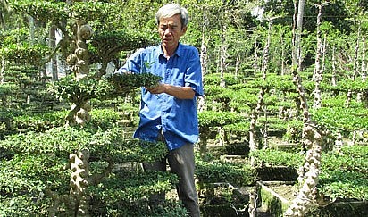 nhờ cây mai nu, nhiều hộ dân trong xã đã trở thành triệu phú, thậm chí tỷ phú. 