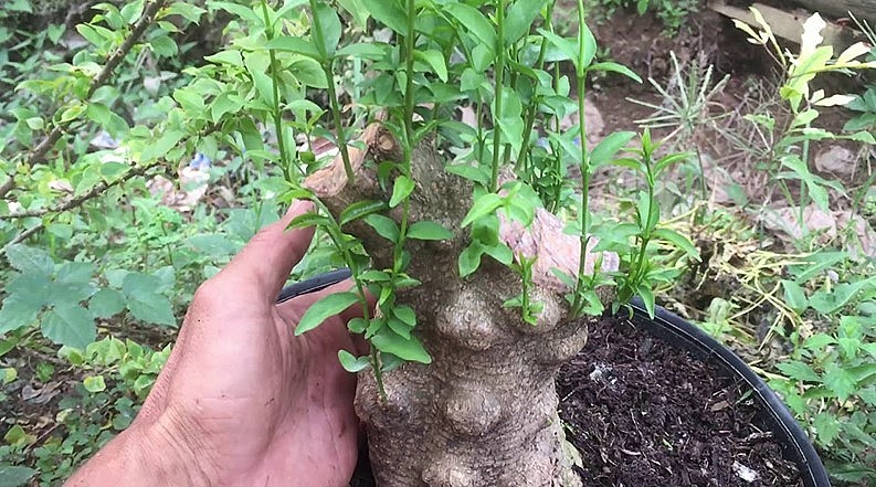 Mai nu chiếu thủy Gò Công mang một sức hút đặc biệt.