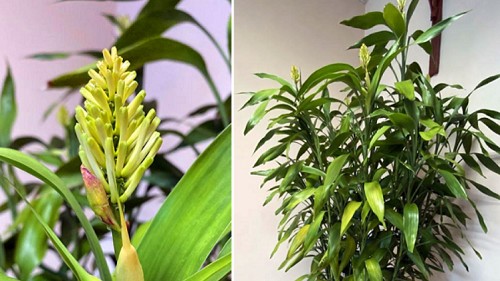 Rắc ít bột này vào nước, cây trúc phát tài nở hoa trắng muốt, không lo vàng lá