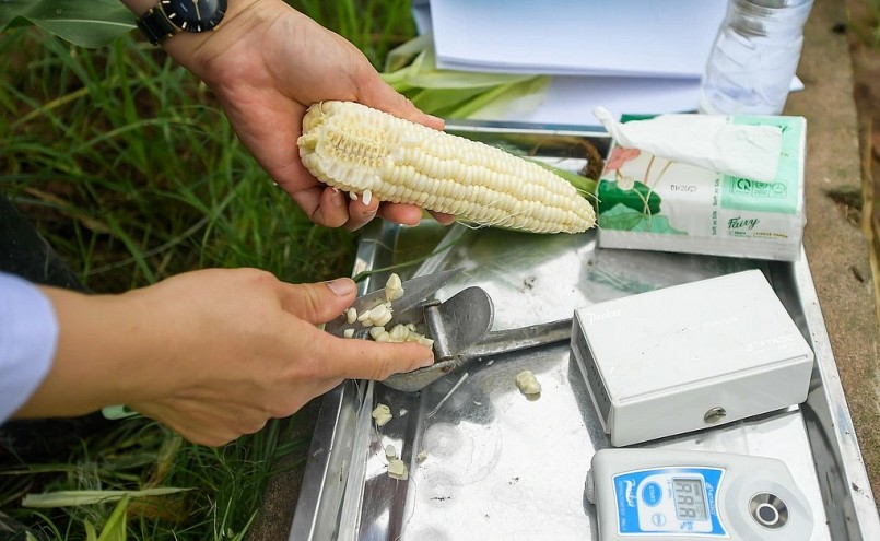 Ngô siêu ngọt như một loại quả khi cắt ra mọng nước bên trong hạt.