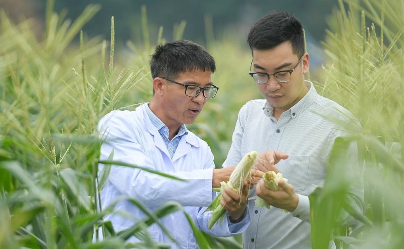 Nhóm nghiên cứu  tự tin khi thời gian canh tác ngô hoa quả ngắn nên người dân có thể trồng nhiều đợt trong năm.
