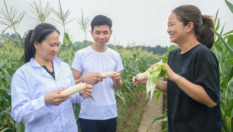 Nhiều người thích thú khi được thưởng thức ngô siêu ngọt ngay tại ruộng.