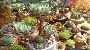 Những giống sen đá đặc biệt trên thế giới, mê hoặc từ hình thức lạ từ tên gọi