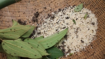 Đi săn “lộc trời” bé như đầu tăm, được ví là "thần dược" cho nam giới, người dân kiếm tiền triệu mỗi ngày