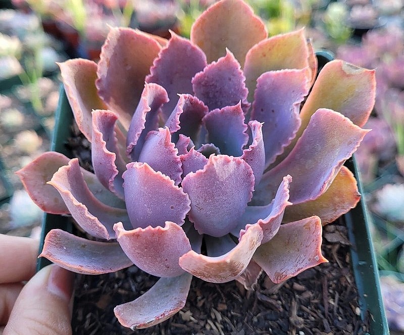 Sen đá Taurus (Taurus echeveria) có những chiếc lá hình tam giác màu xanh lá cây, hồng và đỏ. Màu sắc của chúng sẽ trở nên tối hơn khi tiếp xúc với ánh sáng mặt trời.