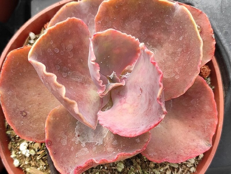 Sen đá sơn (Painted echeveria) trông rất sống động với những chiếc lá xanh có sọc dọc màu đỏ. Hoa của chùng màu hồng nhạt.
