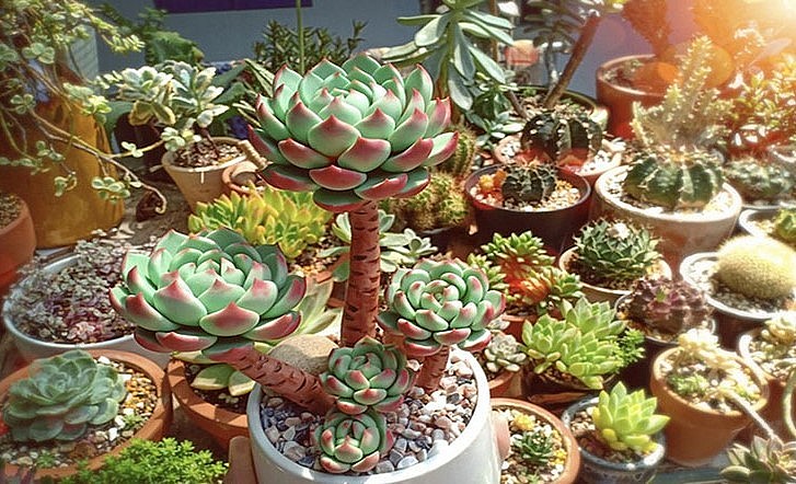 Cây sen đá với vẻ ngoài mộc mạc nhưng ẩn chứa sức sống mãnh liệt. 