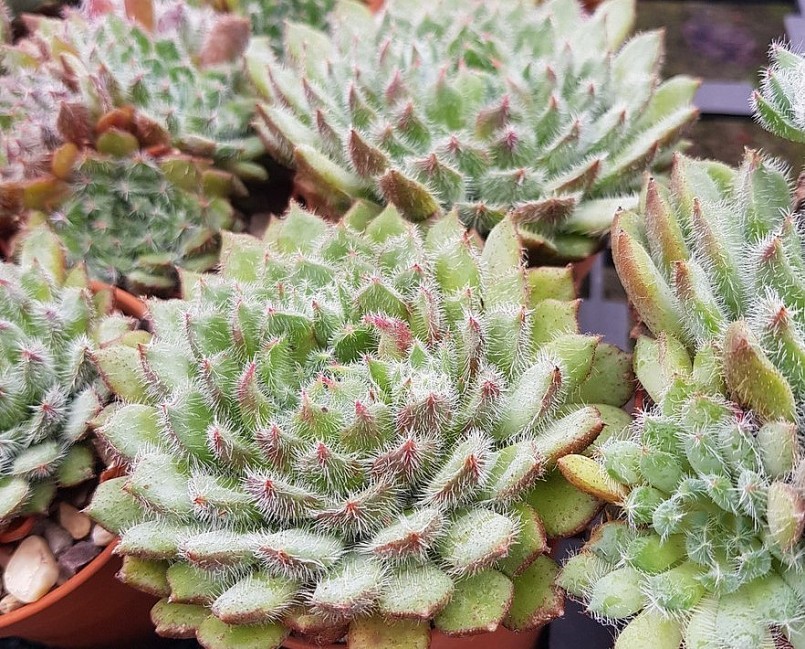 Sen đá Tarantula (Tarantula echeveria) đặc trưng bởi rất nhiều lông nhỏ trên lá của nó. Tên của chúng lấy cảm hứng từ loài nhện nhiều lông Tarantula.