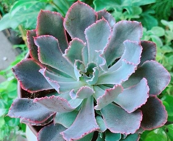 Sen đá diềm lam (Blue frills echeveria) có viền lá gợn sóng đặc trưng, trông giống một số loài san hô dưới biển. Chúng nở ra những bông hoa màu hồng cam trong mùa hè.