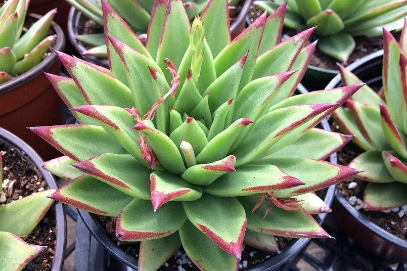 Sen đá đế vương hay sen đá son môi (Lipstick echeveria) được nhận biết nhờ những chiếc lá màu xanh có đầu mút nhọn màu đỏ tươi. Hoa của chúng màu đỏ.