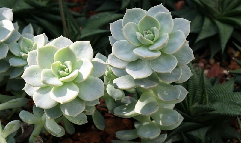 Sen đá tuyết trắng (Mexican snowball echeveria) có những chiếc lá mập mạp màu xanh trắng. Màu sắc của chúng ngả sang hồng nếu được ánh mặt trời chiếu sáng thường xuyên.