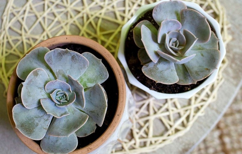 Sen đá sương (Glaucous echeveria) trông giống một bông hoa hồng lớn với cánh hoa là những chiếc lá phớt bạc như phủ lớp sương mỏng. Cây ra hoa màu vàng hồng vào mùa hè.