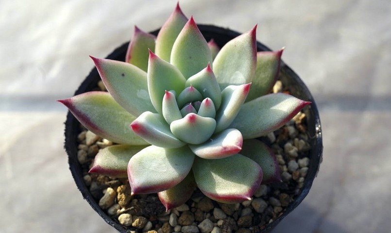 Sen đá ma (Ghost echeveria) được nhận dạng với những chiếc lá rộng bè có đầu mút nhọn, màu tím bạc.