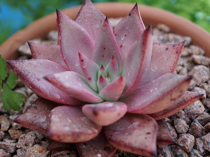 Sen đá Lindsayana (Lindsayana echeveria) có màu xanh nhẹ nhàng với đầu lá màu đỏ tươi. Chúng sẽ nổi bật khi trồng kết hợp với các loài sen đá màu tối hơn.
