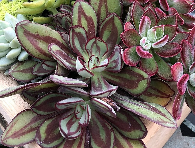 Sen đá bánh bao lửa (Tippy echeveria) có những chiếc lá hình thìa màu xanh với đầu mút màu hồng trang nhã. Trông chúng hơi giống sen đá Lindsayana, nhưng lá rộng hơn.