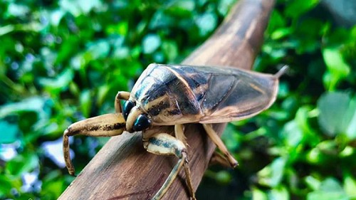 Đặc sản xưa ít người dám ăn, giờ được "săn lùng" vì hương thơm kỳ lạ, có giá 5.000.000 đồng/kg