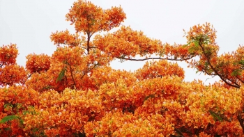 Cây phượng đỏ rực hoa phủ kín sân trường, sinh viên mải ngắm hoa tạo dáng chẳng buồn vì sắp phải chia xa