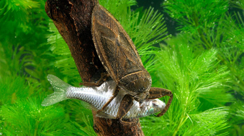 Đặc sản xưa ít người dám ăn, giờ được "săn lùng" vì hương thơm kỳ lạ, có giá 5.000.000 đồng/kg