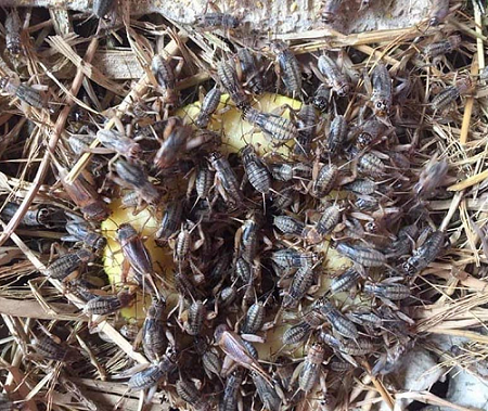 Đặc sản xưa ít người dám ăn, giờ được "săn lùng" vì hương thơm kỳ lạ, có giá 5.000.000 đồng/kg